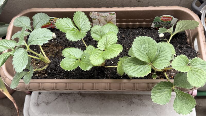今年こそ! 美味しいイチゴに挑戦 植えたばかりの頃