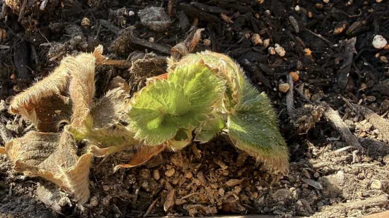 かろうじてクラウンが残ってる