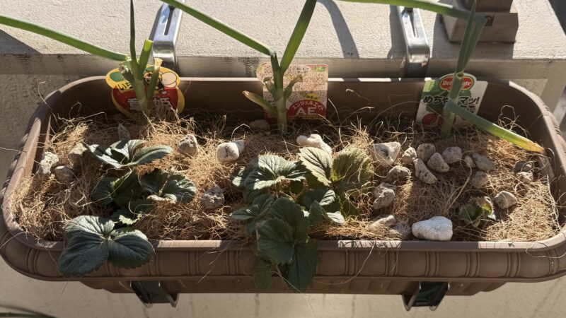 再度敷き詰めて軽石で錘に